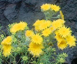 Flora am Fels - Gänsedistel